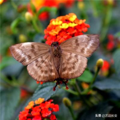 大家一起上手游满v版下载